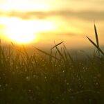 Sunrise over dewy grass, representing the beginning of a new era in UK financial regulation under the Financial Services and Markets Act 2023