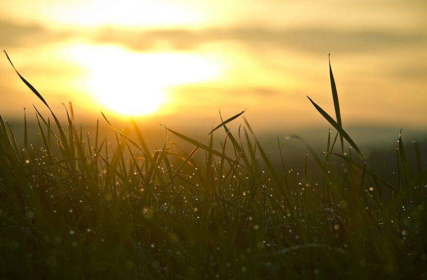 Sunrise over dewy grass, representing the beginning of a new era in UK financial regulation under the Financial Services and Markets Act 2023